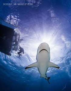 Reef Shark out of the sun by Ken Kiefer 